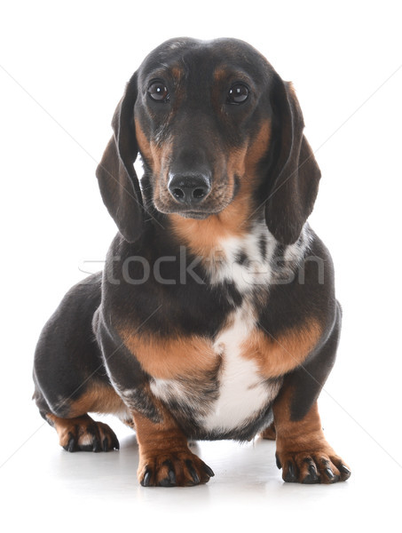 miniature dachshund sitting  Stock photo © willeecole