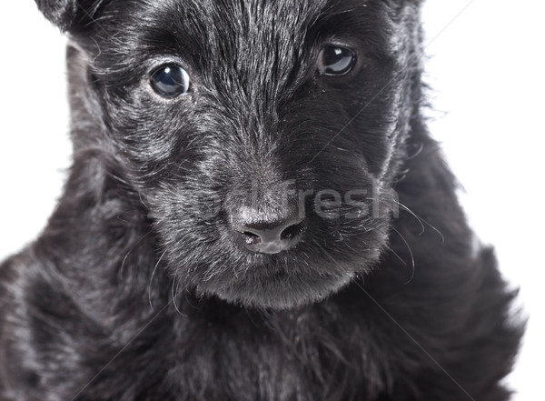 Scottish Terrier puppy Stock photo © willeecole