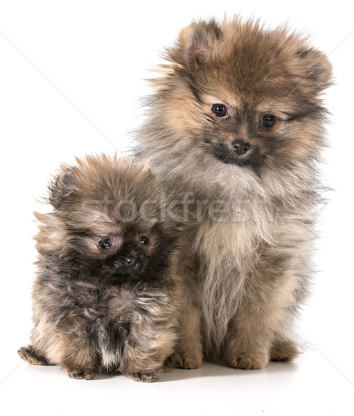 Yavru iki oturma köpek turuncu portre Stok fotoğraf © willeecole