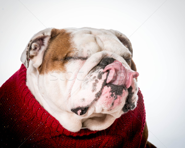 Anglais bulldog hiver animaux ami vêtements [[stock_photo]] © willeecole