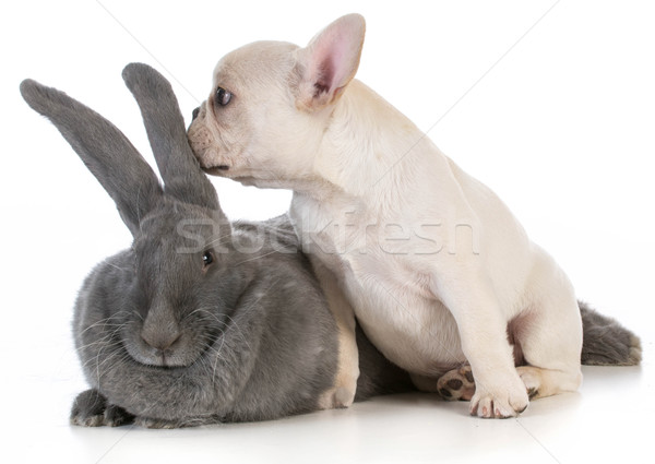 baby animals Stock photo © willeecole