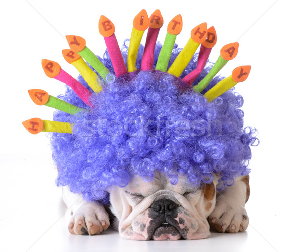 Anniversaire chien bulldog clown perruque [[stock_photo]] © willeecole