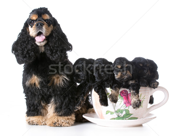 litter of puppies Stock photo © willeecole