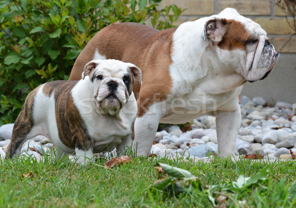 adult and puppy dog Stock photo © willeecole