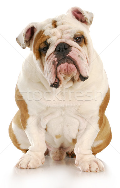 уродливые собака английский бульдог сидят глядя Сток-фото © willeecole