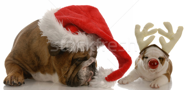 english bulldog dressed as santa and rudolph puppy Stock photo © willeecole