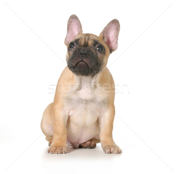 Rossz kutya francia bulldog kutyakölyök szégyenkezve Stock fotó © willeecole