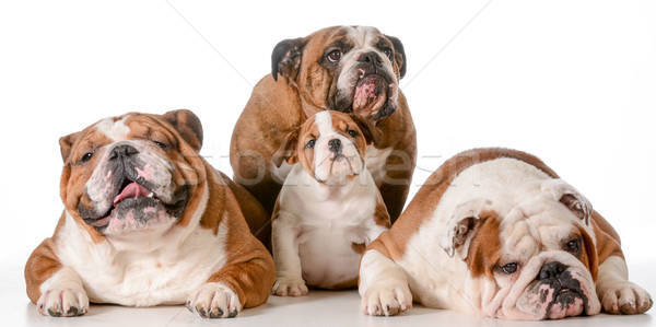 family of bulldogs Stock photo © willeecole