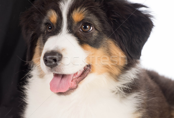 australian Shepherd Stock photo © willeecole