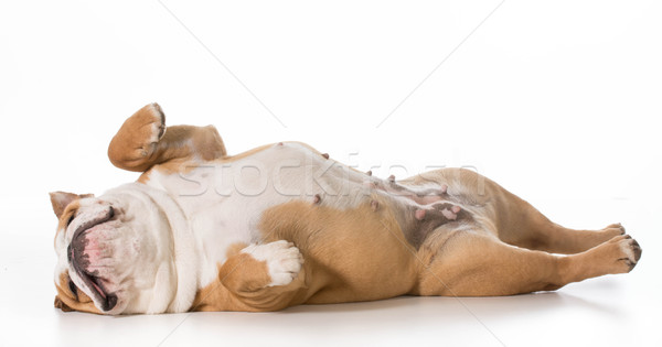 dog sleeping Stock photo © willeecole