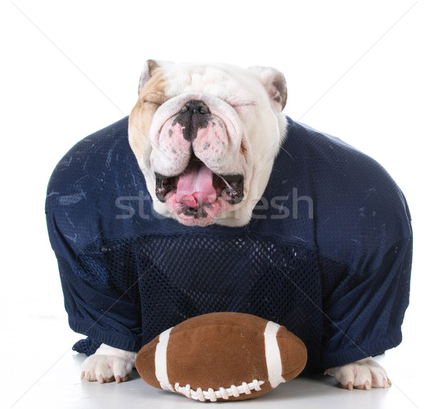 bulldog football player Stock photo © willeecole