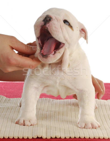 Ondeugend puppy Engels bulldog cute vijf Stockfoto © willeecole