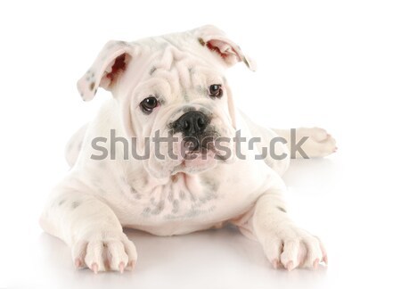 Foto stock: Cute · cachorro · Inglés · bulldog · mirando · hombro