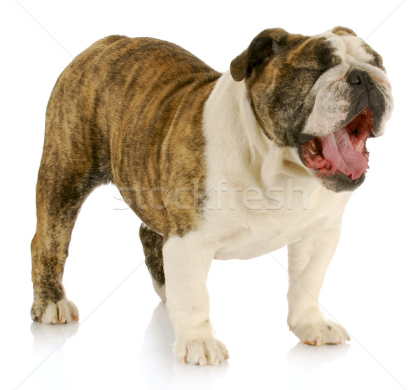 Câine gura deschisa engleză buldog gură larg Imagine de stoc © willeecole