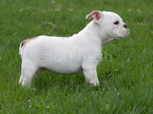 cute puppy Stock photo © willeecole