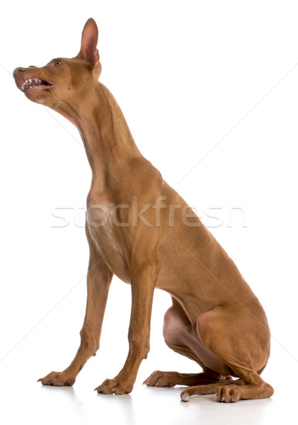 Faraó cão de caça boca aberta dentes branco Foto stock © willeecole