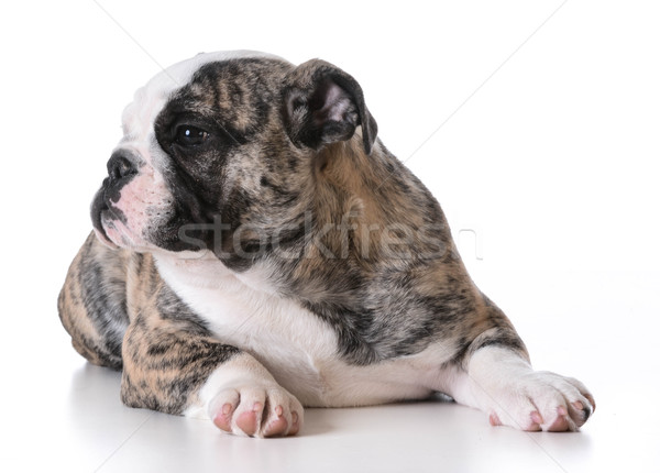 cute puppy  Stock photo © willeecole