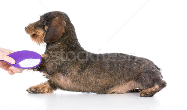 dog getting brushed Stock photo © willeecole