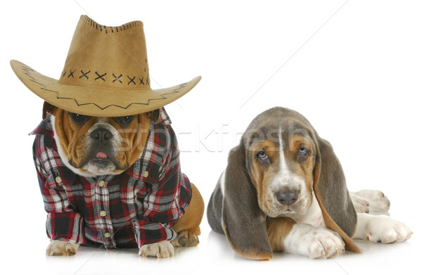 country dogs Stock photo © willeecole