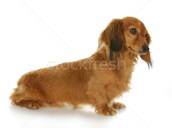 Stock photo: miniature dachshund