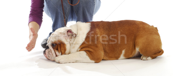 Obéissance formation anglais bulldog vers le bas séjour [[stock_photo]] © willeecole