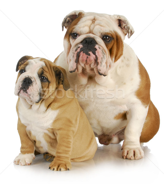 父から息子 犬 2 英語 座って 白 ストックフォト © willeecole