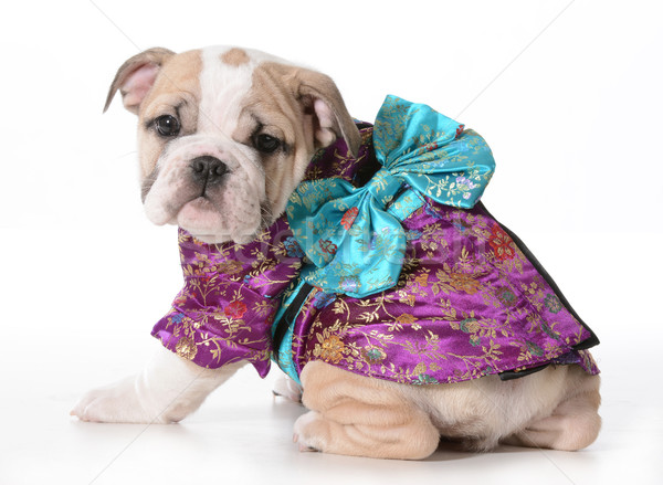 Hund Geisha Englisch Bulldogge Welpen tragen Stock foto © willeecole