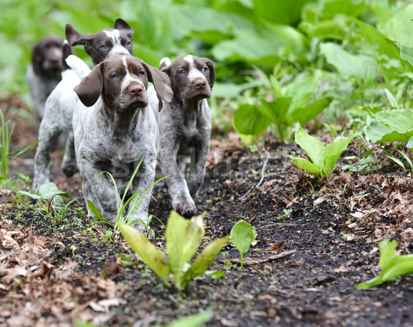 litter of puppies Stock photo © willeecole