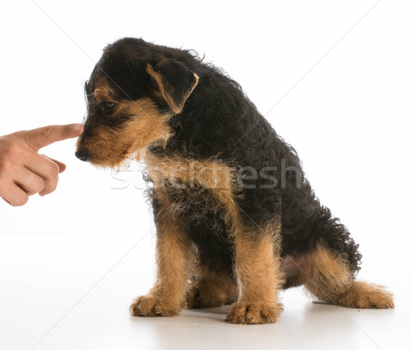 cute puppy Stock photo © willeecole