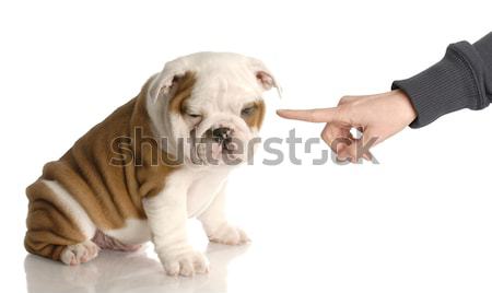 bad dog - persons hand wagging finger at nine week old english bulldog puppy  Stock photo © willeecole
