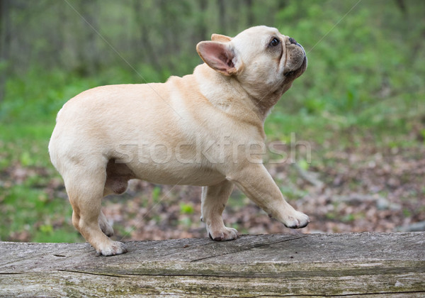 Français bulldog marche à l'extérieur bois chien [[stock_photo]] © willeecole