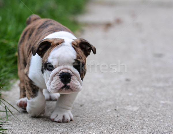 english bulldog puppy Stock photo © willeecole