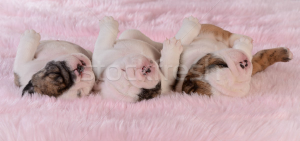 sleeping puppies Stock photo © willeecole