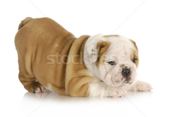 Cucciolo english bulldog Bum aria Foto d'archivio © willeecole