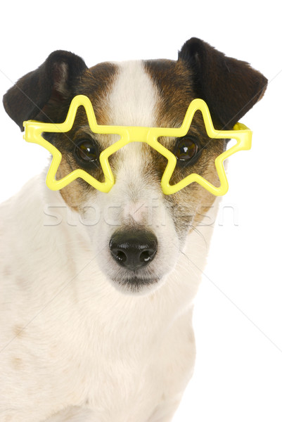 famous dog Stock photo © willeecole