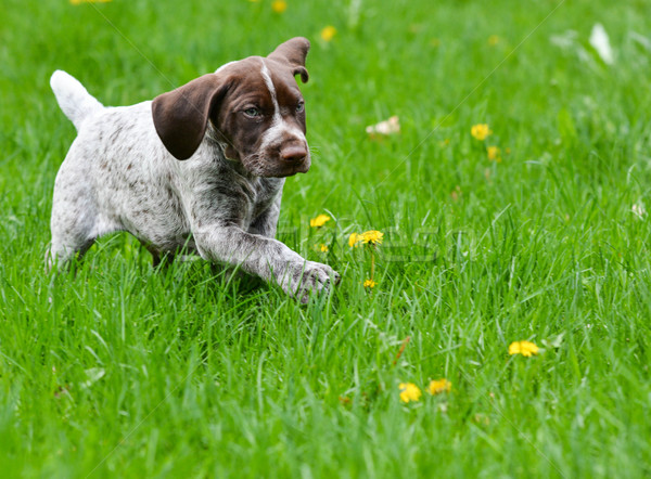 puppy playing outside Stock photo © willeecole