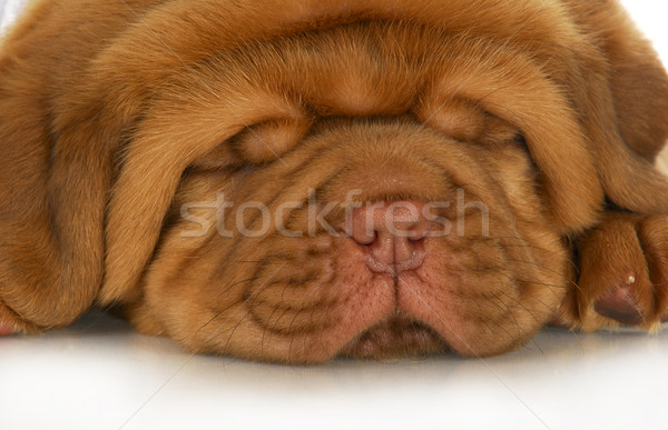 dogue de bordeaux puppy Stock photo © willeecole