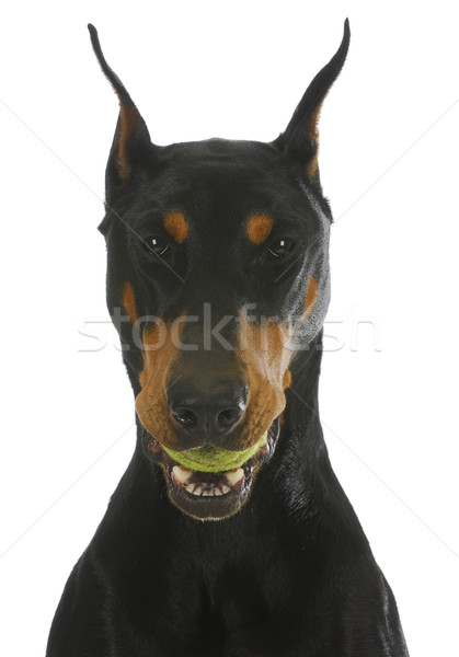 Psa piłka doberman piłka tenisowa usta odizolowany Zdjęcia stock © willeecole