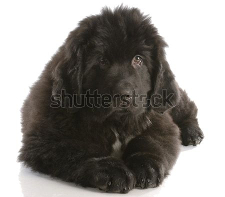 newfoundland puppy laying down - twelve weeks old Stock photo © willeecole