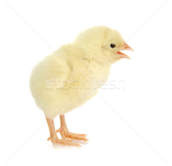 chirping chick Stock photo © willeecole
