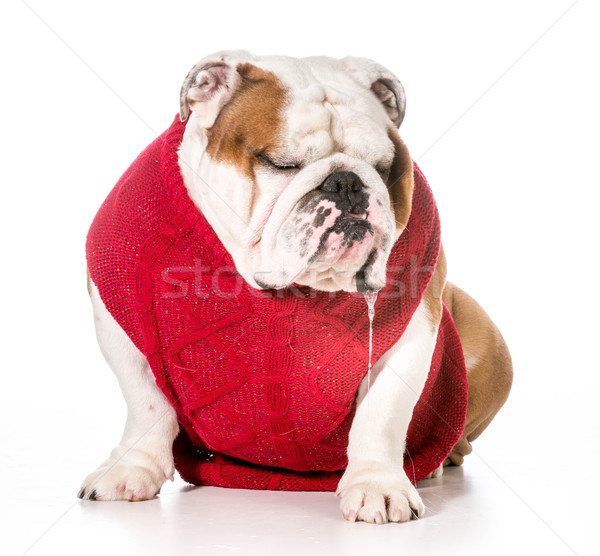 Stock photo: dog drooling