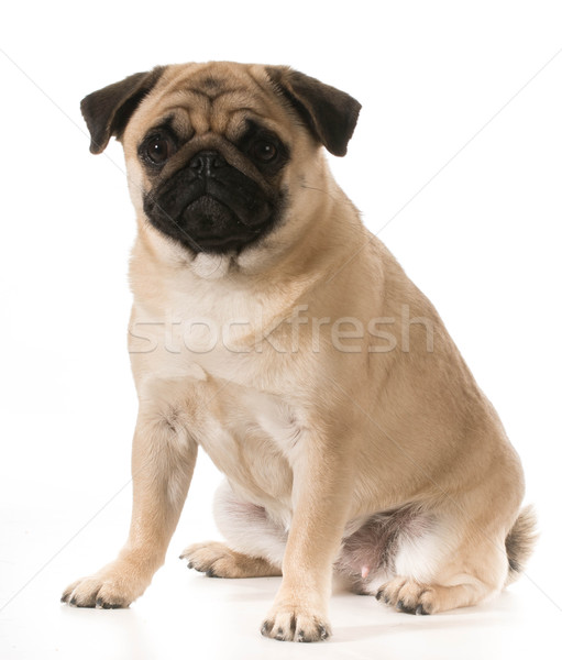 pug sitting Stock photo © willeecole