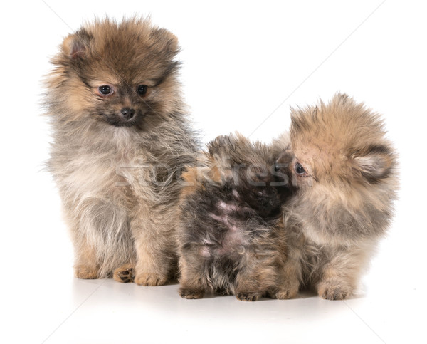 pomeranian puppies Stock photo © willeecole