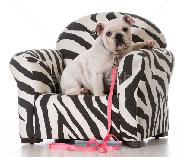 puppy sitting in chair Stock photo © willeecole
