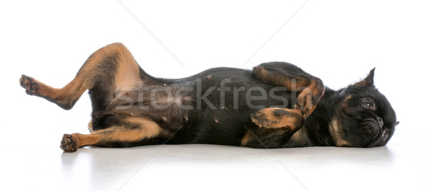 dog laying on back Stock photo © willeecole