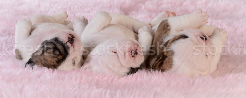 Stock fotó: Alszik · kiskutyák · három · bulldog · csetepaté · rózsaszín