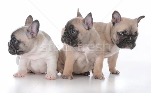 litter of puppies Stock photo © willeecole