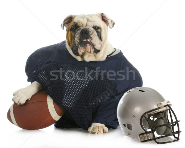 sports hound Stock photo © willeecole