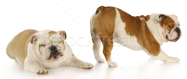 Cane english bulldog odore un altro cani Foto d'archivio © willeecole