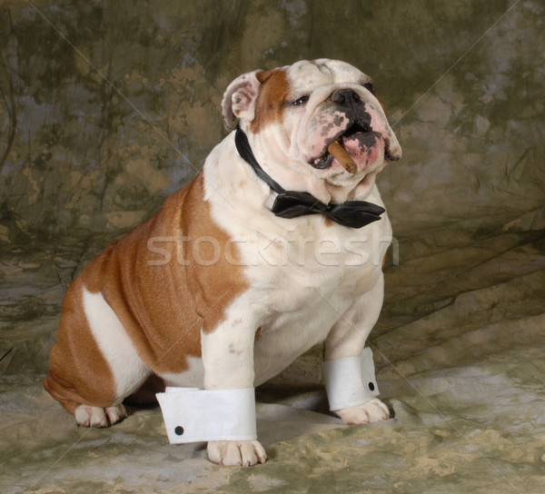 Stock foto: Hund · Rauchen · Zigarre · grünen · Englisch · Bulldogge